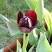 Sunlight tulip