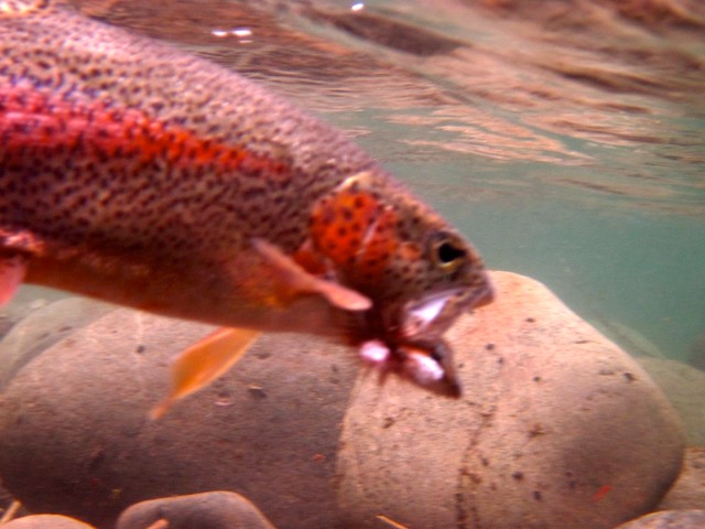 Mckenzie rainbow trout