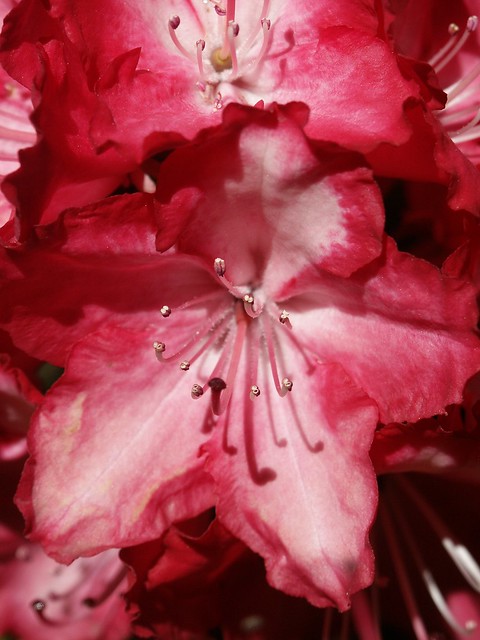 Another rhodie