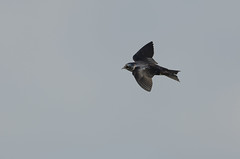 Purple Martin_4695.jpg by Mully410 * Images