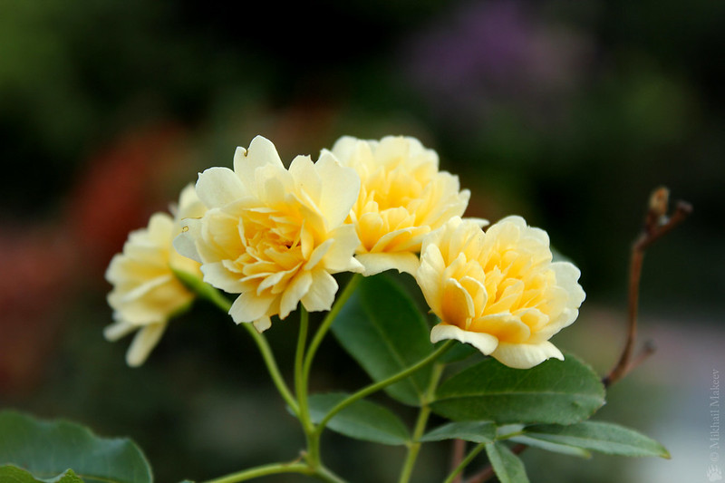 Rosa banksiae f. lutea plena (Lady Banks) — Роза Бэнкса жёлтая (лютеа плена)