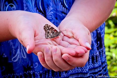 Butterfly Release, Taunton, Ma by Genny164