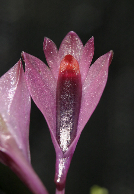 Dendrobium vexillarius var. retroflexum