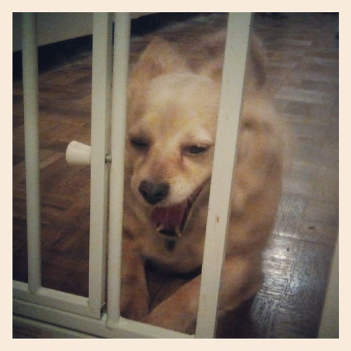 Doggie Jail by Jodi K.