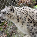 Snow leopard 103_edited-1