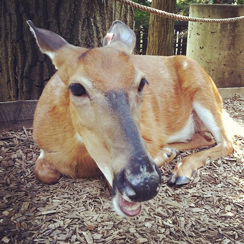 Look at Buttercup, the deer I got to pet at the zoo today!! What a great face.