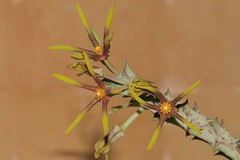 Orbea wissmannii var. eremastrum (Schwartz) Bruyns (Apocynaceae: Asclepiadoideae)