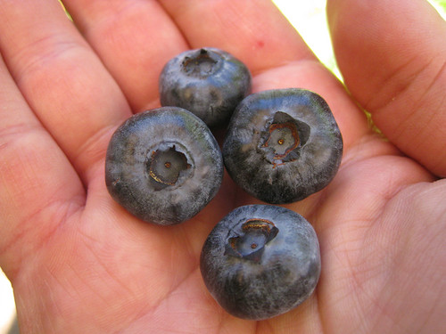 blueberries_are_huge
