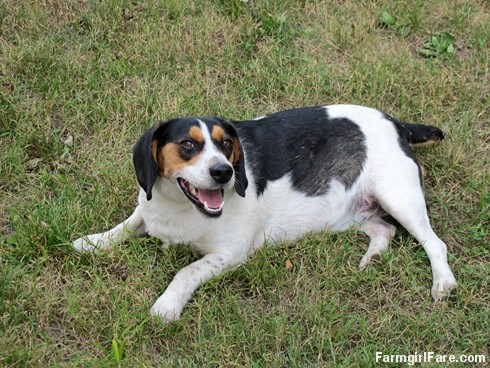 (20) Happy Beagle Bert - FarmgirlFare.com
