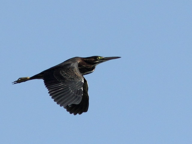 Green Heron in flight 20120717