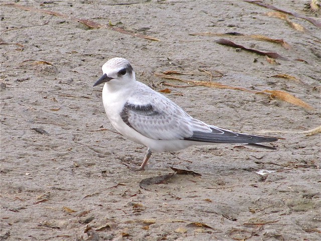 Least Tern at Fort DeSoto in Pinellas County, FL 05