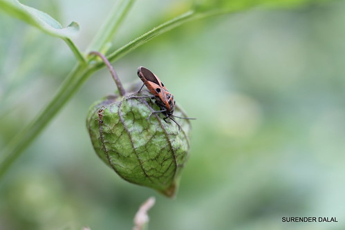 SEED BUG by ~skd~