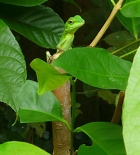 Green-crested Lizard