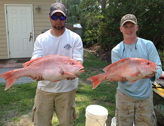 Two nice snapper