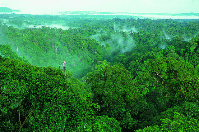 View from the Canopy Walkway in Ulu-Ulu Temburong National Park