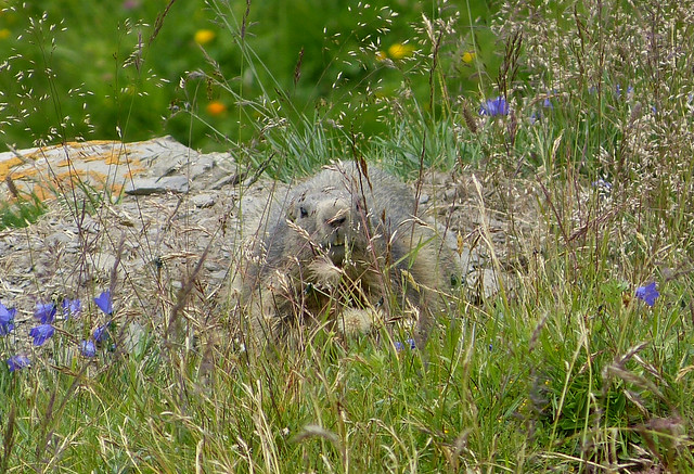 Marmot, Switzerland