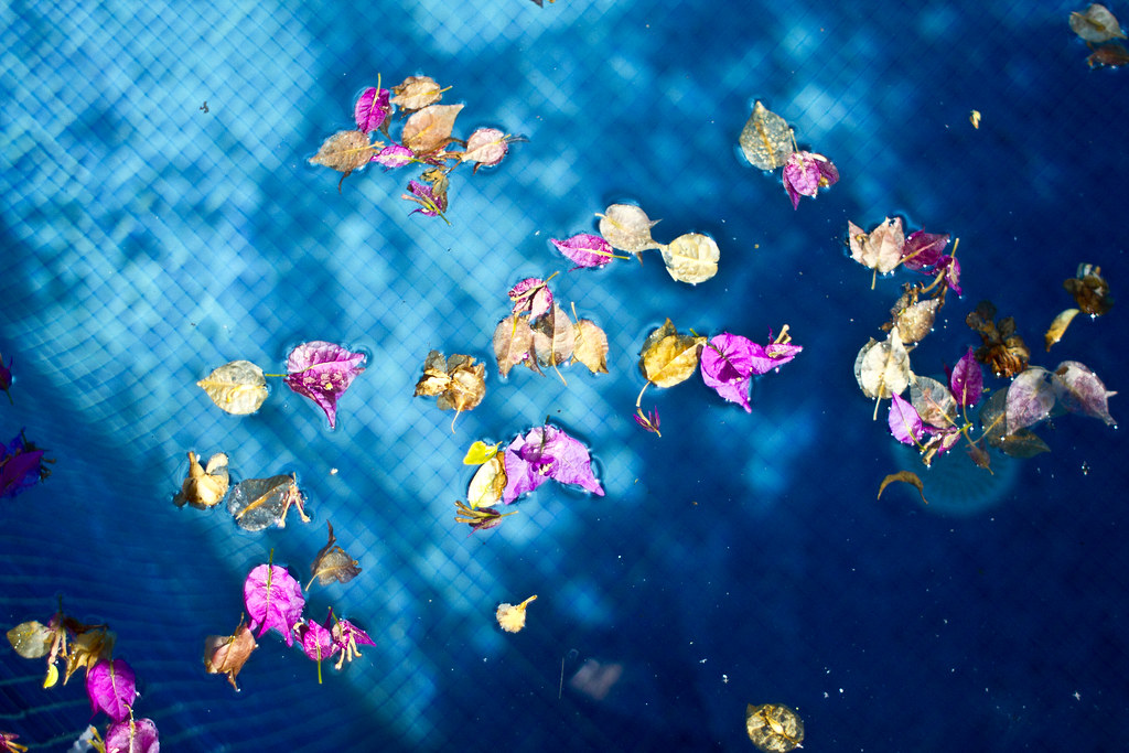 pool_water_petals
