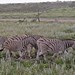 Etosha National Park impressions, Namibia - IMG_3286_CR2_v1
