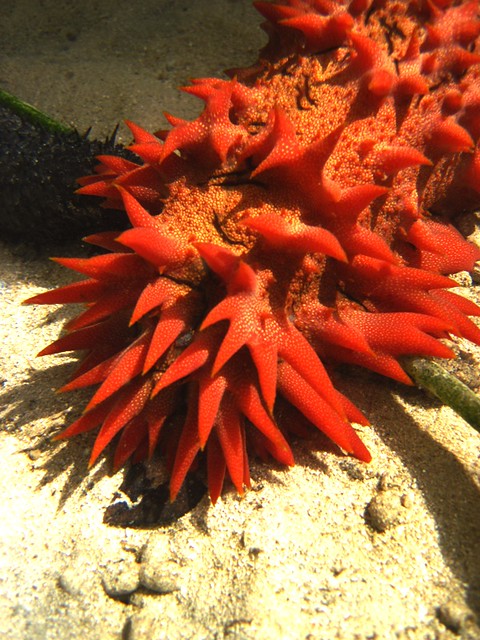 Prickly Red Sea Cucumber