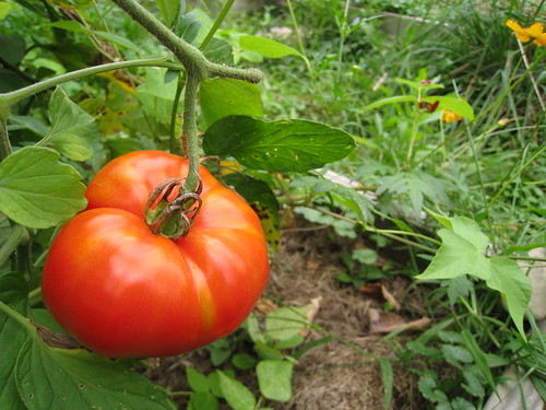 tomato in the garden