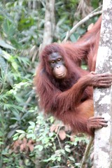 Orang utans of Borneo