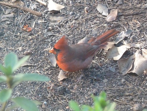 Hello Cardinal