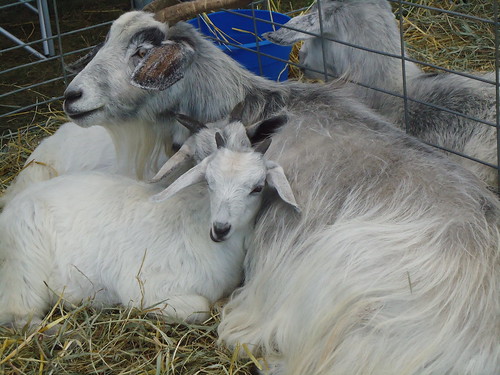pile of goats