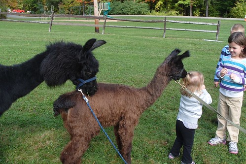 alpacas eating child's hair