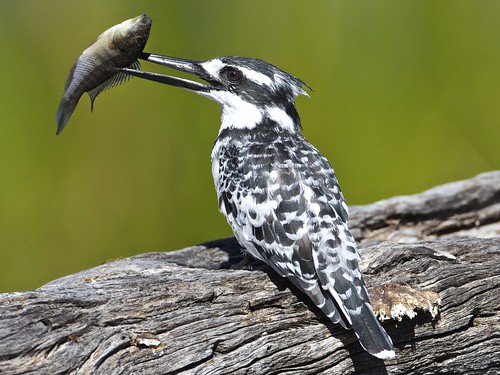 The Pied Kingfisher catches some lunch