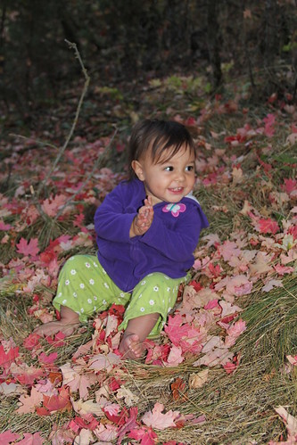 Jovie sitting in the red leaves 4