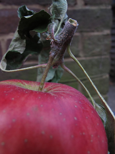 2012 09 12 apple close up