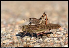 Locuste - cavallette