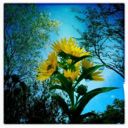 Maximillian sunflower