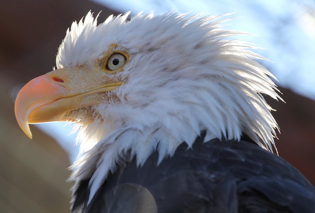 Bald Eagle Head close up - Alaska Wildlife Conservation Center near Anchorage