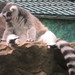 RingTailedLemur_031 posted by *Ice Princess* to Flickr
