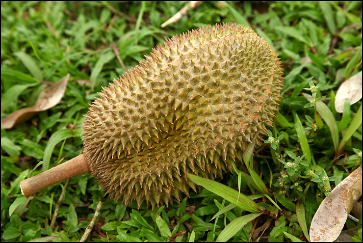 fell-durian