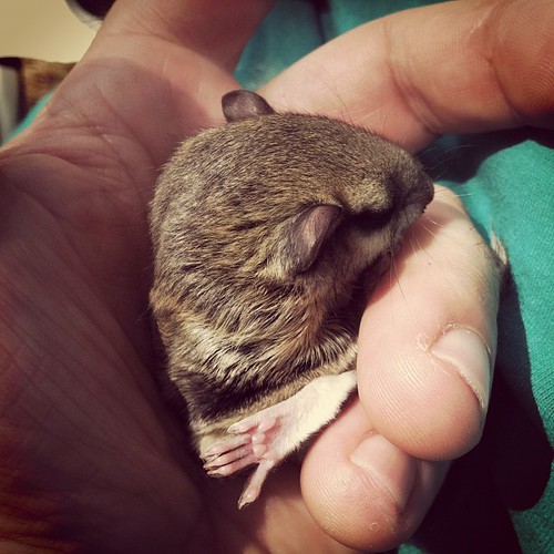 Baby Squirrels, day 2: this