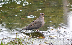 mourning dove (zenaida macroura)