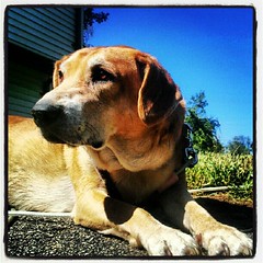 Sophie soaking up some #newhampshire #sun  #dogs #hound #mutt #rescue #adoptdontshop #love #driveway #sky #dogstagram