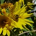 20120916_0061 Helianthus maximiliani and  bumblebee posted by chipmunk_1 to Flickr