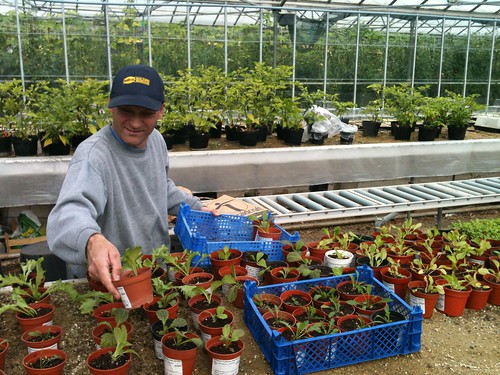 Keith looking after some of the seedlings