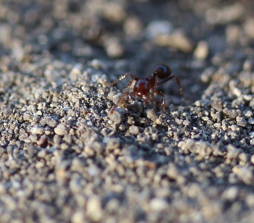 Ant! by b2witte