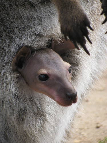 Baby Joey at Halls Gap Zoo by holidaypointau