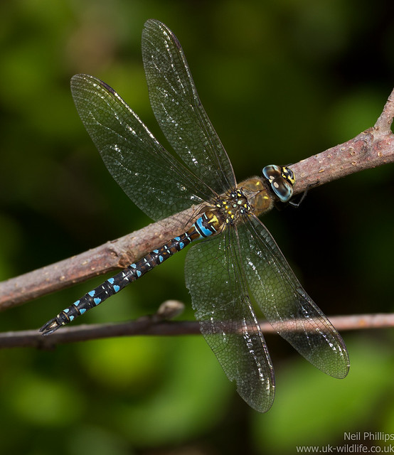 Migrant hawker dragonfly Aeshna mixta