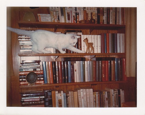 ** Un chat de bibliothèque **