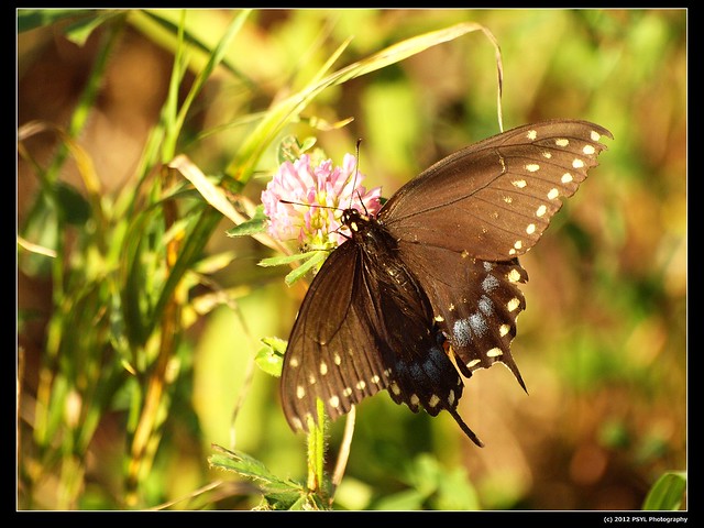 Black Swallowtail (Papilio polyxenes) female