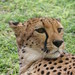 Camp Otjitotongwe Cheetahs - IMG_3690_CR2