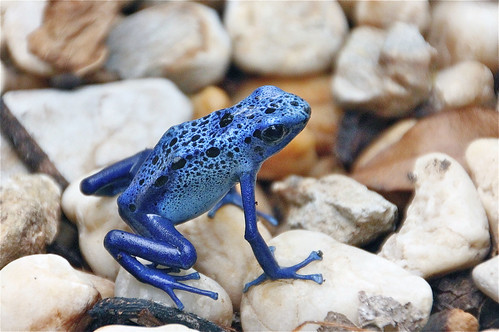 Blue Poison Dart Frog by Pat L.314