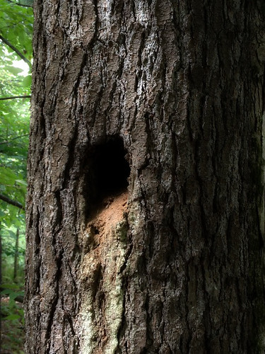 Woodpecker Hole