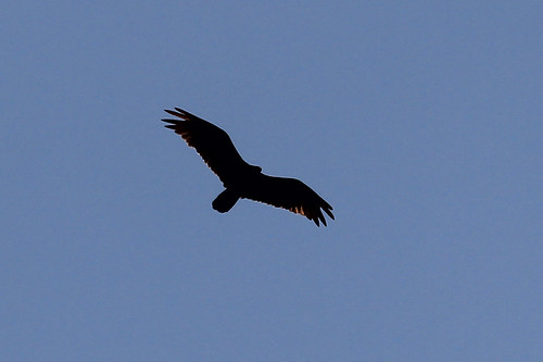 IMG_5500 Golden Eagle (in flight)